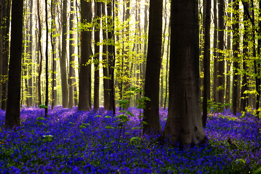 retorno al bosque -guía  rutas con los bosques únicos del mundo-shinrinyoku- bañosdebosque- guías de baños de bosque del siglo veintiuno-terapiadebosque